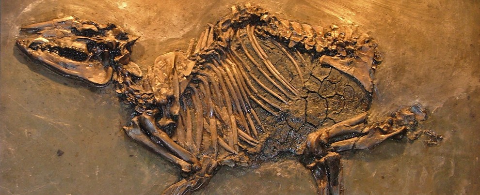 Messel_Eurohippus messelense Kleines Urpferchen_KQ.jpg