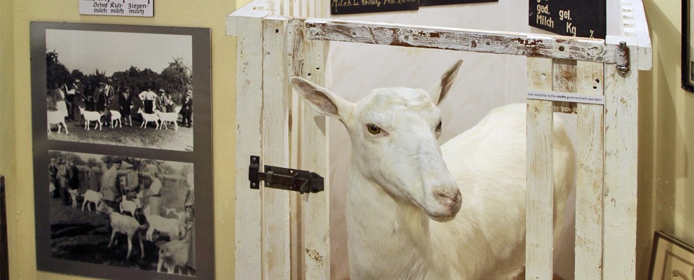 Alsbach-Haehnlein_Ziegenzucht.jpg