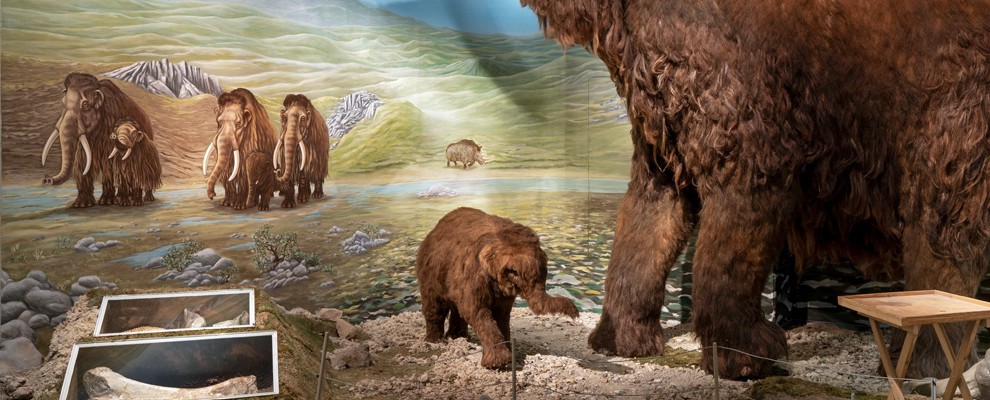 KS_Naturkundemuseum_Mammut_2024_01_10_Foto_Nicolas_Wefers_002_IN1_.jpg