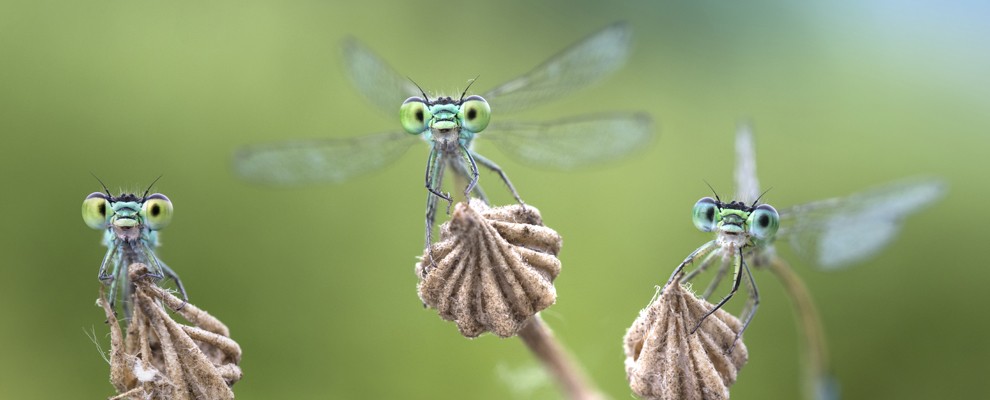 Darmstadt_HLMD_Insekten_Kleinlibellen&copy;Alberto Ghizzi Panizza_IN.jpg